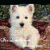 A static image with three dog photos above text reading 'I ❤️ puppies' on a pink background.