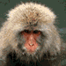 Four- shows a person in a white fur-collared coat with changing headwear: fluffy light-brown hood, then darker hood, then black hair, then gray hood
