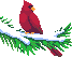 Two red birds with yellow beaks and black eyes sit on a snow-covered green branch against a gray background.