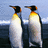 Two penguins stand side-by-side on a dark surface against a light blue background, with a purple displaying 'PENGUINS' in cyan text