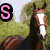 Four horse head images arranged in a with pink letters S, T, A, M at corners; each horse has distinct coat colors and backgrounds