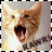 A 48x48 pixel animated buddy icon featuring a close-up of a cat's face with an open mouth, displayed as two sequential frames in a contact sheet layout.