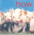 Animated sequence of piglets walking left to right with changing red text above them on a blue sky background.