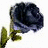 Pixelated dark blue rose with green stem and leaves on white background, adjacent to teal text blocks reading 'I guess he will never', 'Loved Him', 'Know how Much I'.
