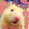 A close-up of a light brown hamster with a pink nose and black eye, surrounded by red floral patterns and partial red text on a blue background.