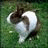 Pixelated bunny on grass with green background and star-bordered text reading 'Carrot' in brown letters.