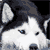 25 grayscale dog head icons arranged in five and five , each showing a different pose or expression