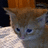 Pixelated close-up of a cat's face with blue eyes, brown fur, and a white chest, set against a dark background with a brown object above.