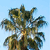 A pixelated static image of a stylized plant with multiple branches and leaves against a light blue background.