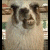 A pixelated dog with light brown and white fur appears on the left, while green text reading 'Grrr' is displayed on a black background to the right.
