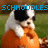A small dog in an orange outfit with black and white fur appears in four , each showing different text overlays