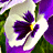 A 48x48 pixel buddy icon split into two vertical sections: a close-up of a white and purple pansy flower on the left, and blue text reading "I'M IN BLUE" on a solid purple background on the right.