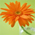 A pixelated orange flower with radiating petals and a green stem against a light green background.
