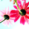 Two pink daisy-like flowers with black centers and green stems against a light blue background.