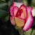 A pixelated close-up of a pink rose with layered petals showing gradient hues from deep magenta to pale peach, set against dark green foliage.