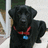 A black dog with a red collar and blue tag sits on a light surface, surrounded by pixelated text reading "isn't," "Rufus Soooo," and "Cute!!!" in pink.