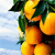 Food icons for AIM, MSN, MySpace and Yahoo
