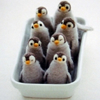 Nine small penguin figures with brown heads, white faces, and orange beaks sit in a light blue rectangular dish against a white background.