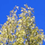 A pixelated static image shows a dense cluster of yellowish-brown foliage against a solid blue background with no visible text or distinct objects.
