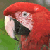A red parrot with a black beak and white cheek patch appears on the left, while green text reading 'Original Icons .com' is displayed on a dark background to the right.