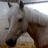 A pixelated image of a light brown pony with dark eyes and nose, positioned next to a blue containing white text