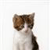 Pixelated image of a cat with brown and white fur, pink nose, and dark eyes, positioned against a plain white background.