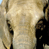 A 2x2 contact sheet of a pixelated elephant animation with visible text "CoolBuddy.com" on the top-right frame, showing subtle motion differences between frames.