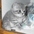 A gray kitten sits on a white surface with blue and brown background elements, accompanied by heart-shaped doodles and text reading "im not fat" and "im fluffy!"