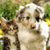 Pixelated image of two small animals with light brown and white fur, one holding a stick, set against green foliage background.