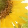 A close-up of a sunflower with bright yellow petals and a brown seed head, partially cropped on the left side.