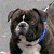 A dog with dark brown and white fur wears a blue collar, its head turning from left to right