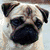 Four quadrants show dogs: a fawn pug, black dog, two pugs, and pink text "PUBS ARE CUTE!" on black.
