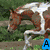 Six horse images arranged in a with varying poses and colors, each labeled with text overlays