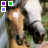 A white horse's head with brown patches appears in four , each showing different colored squares above the horse
