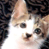 A 2x2 contact sheet of a pixelated kitten animation with visible text on the right side, showing two identical frames of a cat's face and partial website branding.