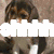 A four- shows a dog, two kittens, and muffins with overlaid text; the top-left has a dog with white text, top-right has kittens with black text, bottom-left has muffins with black text