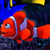 Static 50x50 pixel buddy icon of a red clownfish with white stripes against a blue background, likely from Finding Nemo.