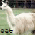 Animated contact sheet of a white alpaca in grassy field with pixelated text overlays across multiple frames.