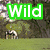 Green 'Wild' text overlay on a grassy field with a horse, purple 'Rose' text on a purple rose, and blue 'Farm' text on a colorful character scene.