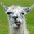 A four-quadrant image with a llama, red heart drawing, text, and gray space. The top-left shows a light-colored llama on green grass; the top-right is a red scribbled heart; bottom-left has "Llama Lover!" in cyan pixelated font on green; bottom-right is solid gray.
