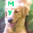 A golden retriever dog appears in multiple views with text overlays: 'MY' in green on the left, 'Baby' in purple on the right, and '43' in pink at the bottom left.