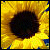 A pixelated sunflower with a dark brown center and bright yellow petals, set against a blurred background of yellow and brown tones.