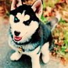 Pixelated image of a husky dog with black and white fur, blue eye, pink tongue, and a collar with a tag, standing on a path with autumn leaves and greenery in the background.