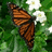A pixelated butterfly on green foliage with white flowers, next to an orange with pink text reading R.I.P. DADDY