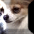 Pixelated close-up of a dog's face with light brown and white fur, dark eyes, and a black nose against a bright background.