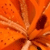 A static pixelated image of a flower with orange and brown tones, featuring multiple petals radiating from a central point.