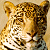 Pixelated image of a tiger's head on left, green background with "Original Icons .com" text on right.