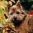 A static image with a green background displaying text instructions and a pixelated dog photo.