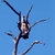 A pixelated image of a dark-colored animal perched on a thin branch against a solid light blue background.