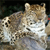 Animals icons for AIM, MSN, MySpace and Yahoo
